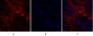 Ki-67 Polyclonal Antibody